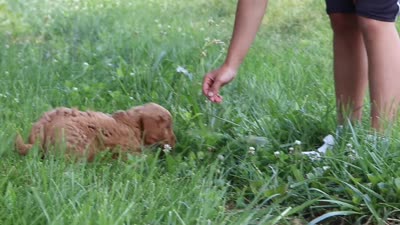 Boaz, a male Goldendoodle for sale in Dundee, OH – 7 of 7