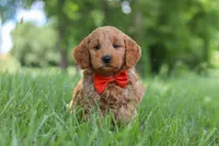 Benji, a male Goldendoodle for sale in Dundee, OH – 4 of 7