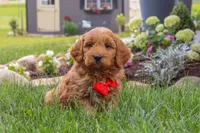 Bingo, a male Goldendoodle for sale in Dundee, OH – 5 of 7