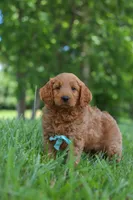 Boaz, a male Goldendoodle for sale in Dundee, OH – 6 of 7