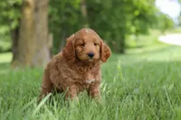Buddy, a male Goldendoodle for sale in Dundee, OH – 5 of 7