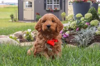 Bingo, a male Goldendoodle for sale in Dundee, OH – 6 of 7