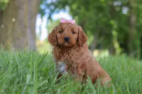 Bonny, a female Goldendoodle for sale in Dundee, OH – 2 of 6