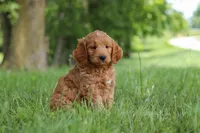 Buddy, a male Goldendoodle for sale in Dundee, OH – 6 of 7