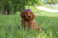 Betsy, a female Goldendoodle for sale in Dundee, OH – 2 of 6