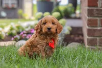 Bingo, a male Goldendoodle for sale in Dundee, OH – 2 of 7