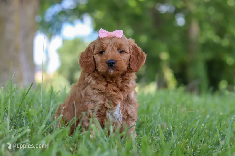 Bonny – Goldendoodle puppy for sale in Dundee, OH