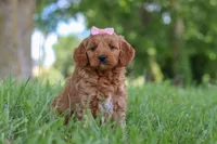 Bonny, a female Goldendoodle for sale in Dundee, OH – 1 of 6