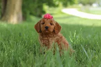 Becky, a female Goldendoodle for sale in Dundee, OH – 5 of 6