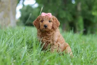 Beauty, a female Goldendoodle for sale in Dundee, OH – 5 of 6