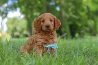 Boaz, a male Goldendoodle for sale in Dundee, OH – 3 of 7