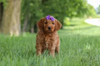Betsy, a female Goldendoodle for sale in Dundee, OH – 1 of 6