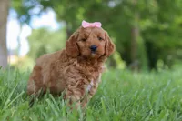Bonny, a female Goldendoodle for sale in Dundee, OH – 5 of 6