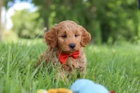 Benji, a male Goldendoodle for sale in Dundee, OH – 1 of 7