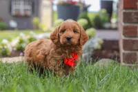 Bingo, a male Goldendoodle for sale in Dundee, OH – 3 of 7