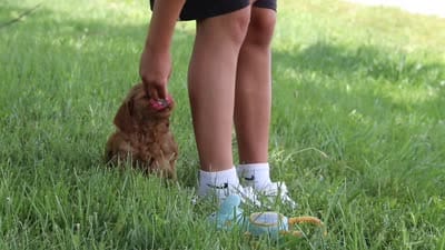 Becky, a female Goldendoodle for sale in Dundee, OH – 6 of 6