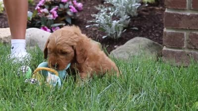 Bingo, a male Goldendoodle for sale in Dundee, OH – 7 of 7