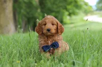Buddy, a male Goldendoodle for sale in Dundee, OH – 2 of 7