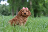 Beauty, a female Goldendoodle for sale in Dundee, OH – 3 of 6