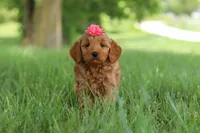 Becky, a female Goldendoodle for sale in Dundee, OH – 1 of 6