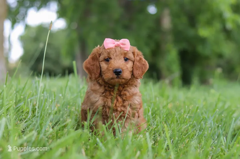 Beauty – Goldendoodle puppy for sale in Dundee, OH
