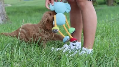 Benji, a male Goldendoodle for sale in Dundee, OH – 7 of 7