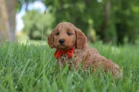 Benji, a male Goldendoodle for sale in Dundee, OH – 6 of 7