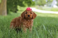Becky, a female Goldendoodle for sale in Dundee, OH – 2 of 6