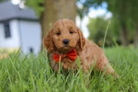 Benji, a male Goldendoodle for sale in Dundee, OH – 2 of 7