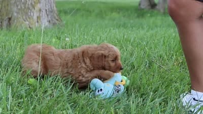Bonny, a female Goldendoodle for sale in Dundee, OH – 6 of 6