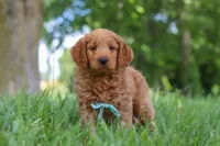 Boaz, a male Goldendoodle for sale in Dundee, OH – 4 of 7