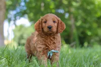 Boaz, a male Goldendoodle for sale in Dundee, OH – 2 of 7