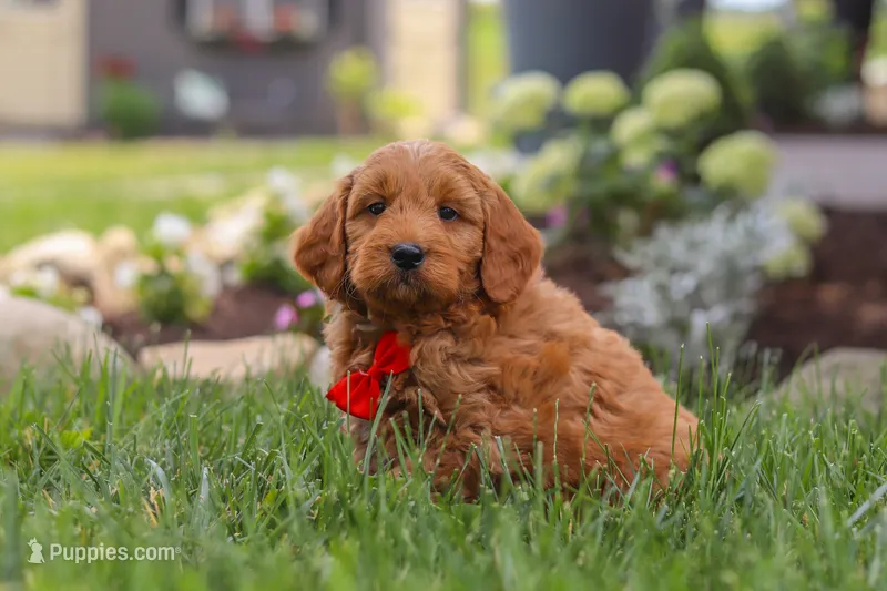 Bingo – Goldendoodle puppy for sale in Dundee, OH