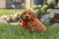 Bingo, a male Goldendoodle for sale in Dundee, OH – 1 of 7