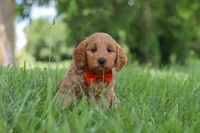 Benji, a male Goldendoodle for sale in Dundee, OH – 5 of 7