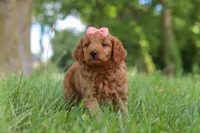 Beauty, a female Goldendoodle for sale in Dundee, OH – 2 of 6