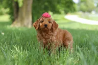 Becky, a female Goldendoodle for sale in Dundee, OH – 4 of 6
