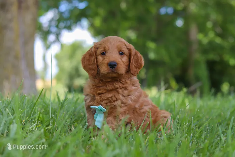 Boaz – Goldendoodle puppy for sale in Dundee, OH