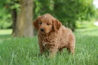 Buddy, a male Goldendoodle for sale in Dundee, OH – 4 of 7