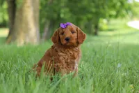 Betsy, a female Goldendoodle for sale in Dundee, OH – 4 of 6