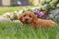 Bingo, a male Goldendoodle for sale in Dundee, OH – 4 of 7