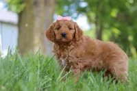 Bonny, a female Goldendoodle for sale in Dundee, OH – 4 of 6