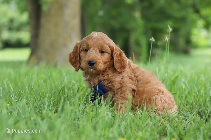Buddy – Goldendoodle puppy for sale in Dundee, OH