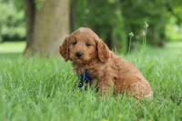 Buddy, a male Goldendoodle for sale in Dundee, OH – 1 of 7