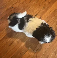 Cookie, a female Shih Tzu for sale in Waterbury, CT – Photo 4 of 4