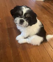 Cookie, a female Shih Tzu for sale in Waterbury, CT – Photo 2 of 4