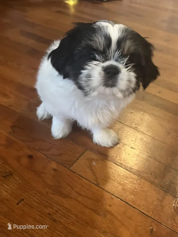 Cookie – Shih Tzu puppy for sale in Waterbury, CT