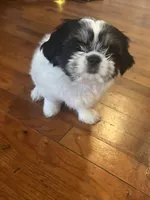 Cookie, a female Shih Tzu for sale in Waterbury, CT – Photo 1 of 4