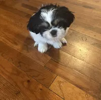 Cookie, a female Shih Tzu for sale in Waterbury, CT – Photo 3 of 4