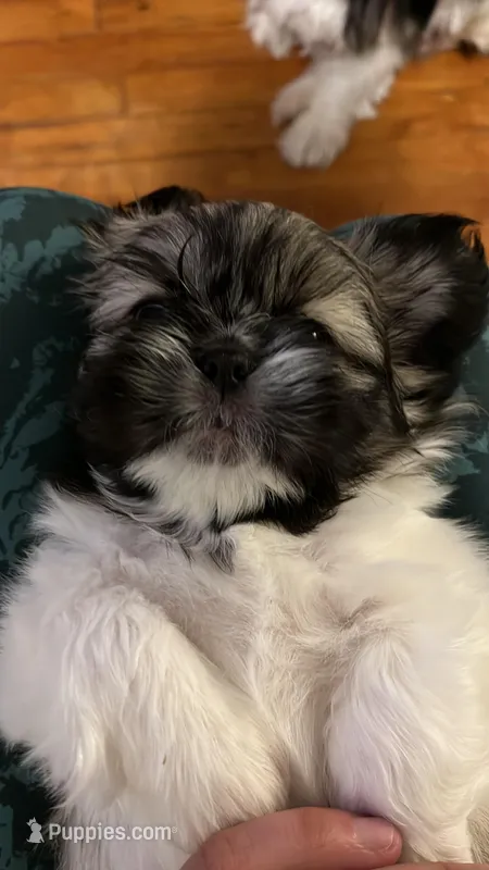 Cookie – Shih Tzu puppy for sale in Waterbury, CT